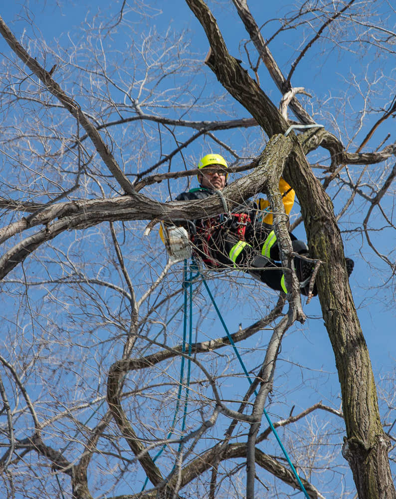 Gallery – Precise Tree Care