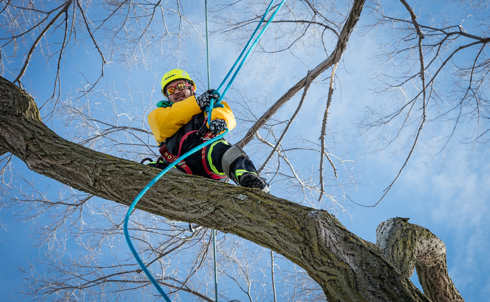 Gallery – Precise Tree Care