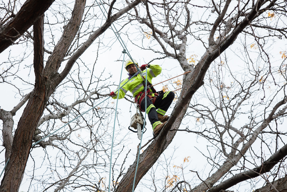 Gallery – Precise Tree Care
