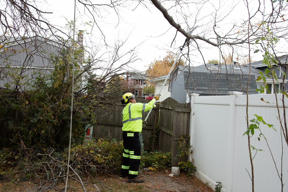 Gallery – Precise Tree Care