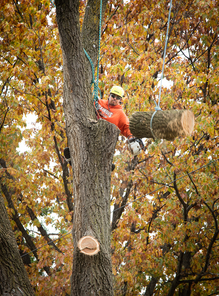 Gallery – Precise Tree Care
